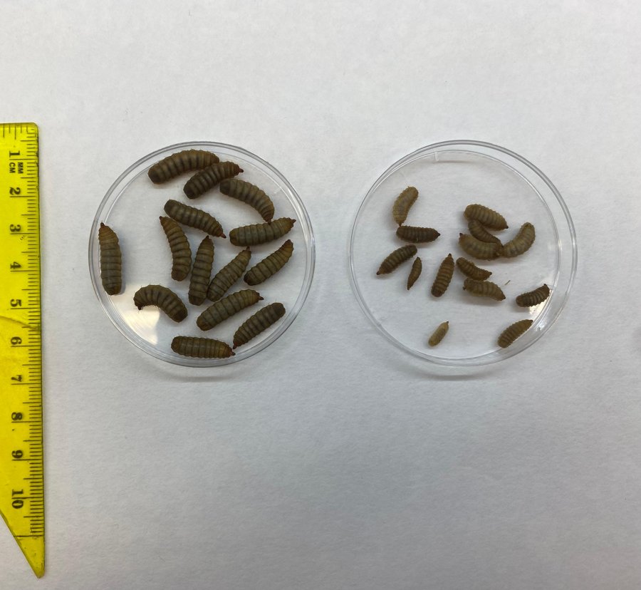 Two Petri dishes of black soldier fly larvae next to a ruler: larger healthy larvae on the left, smaller affected larvae on the right