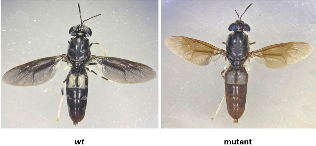Two adult black soldier flies: a dark wild-type fly on the left and a lighter, brown-winged mutant on the right