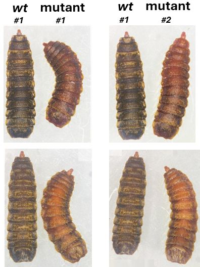 Pupas de mosca soldado negra: pupas silvestres oscuras junto a pupas mutantes de color pardo rojizo