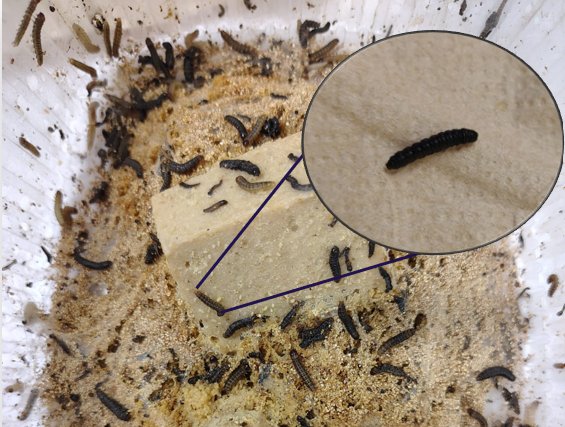 Lepidopteran larvae in a rearing container with a magnified inset of a darkened diseased larva