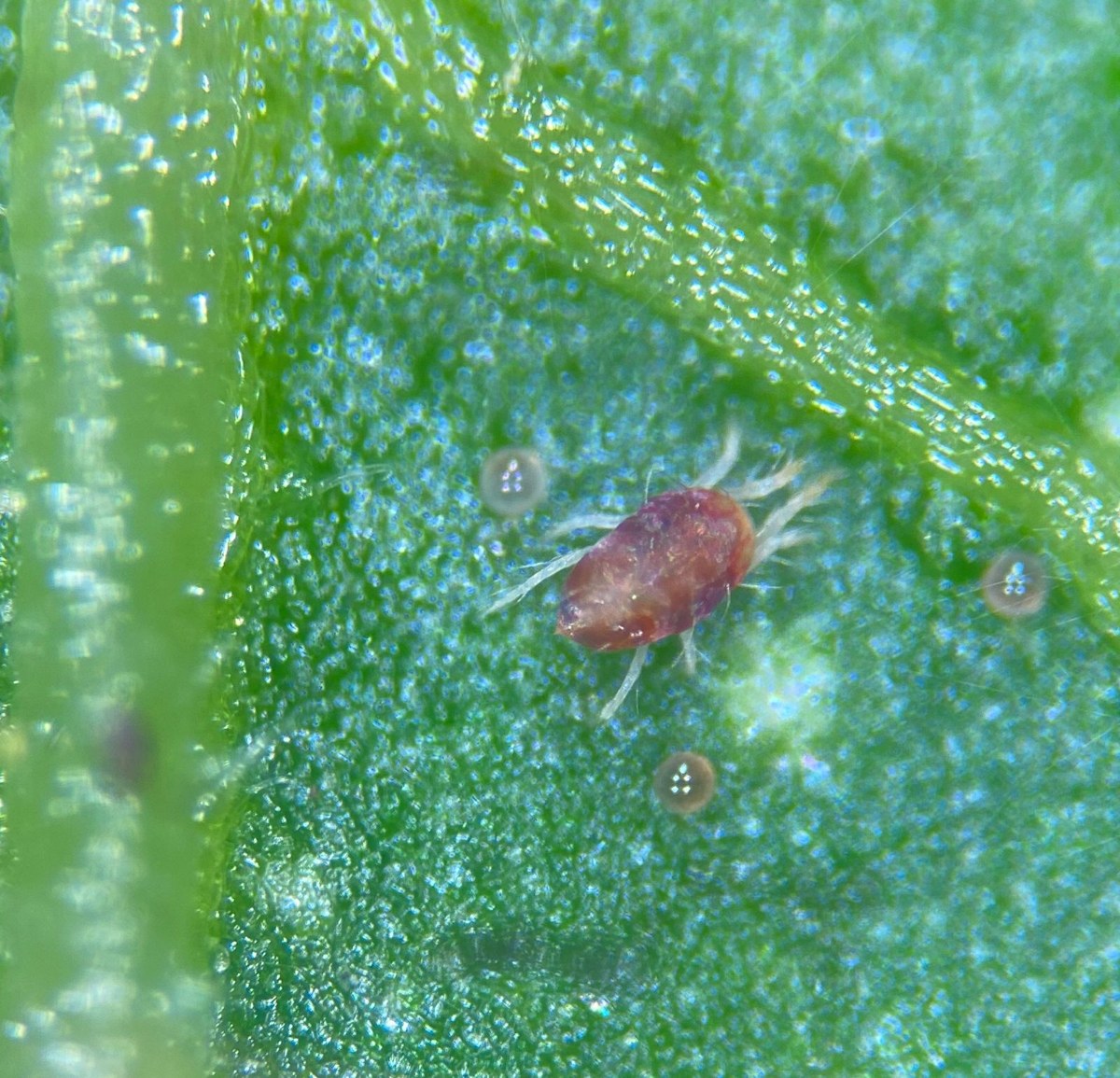 Close-up of a red two-spotted spider mite on a green leaf, surrounded by three round eggs